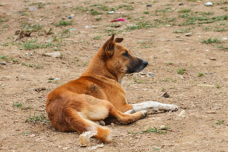 红色狗在地面上紧的红狗图片素材