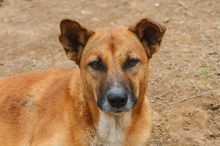 红色狗在地面上紧的红狗图片素材