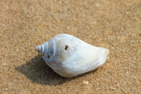 以沙为背景的海壳图片