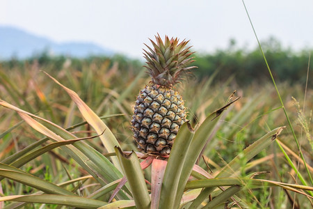 在农场种植菠萝热带水果图片