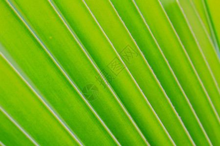 绿椰叶形态纹理图片