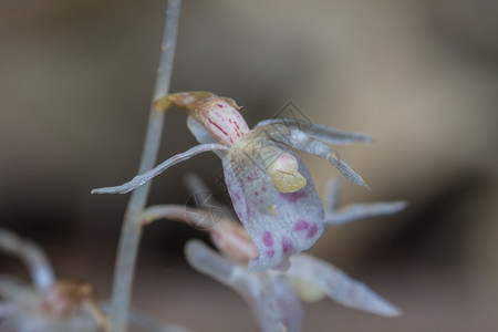 泰国森林中的野生兰花植物图片