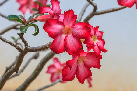 美丽的粉色花热带朵园里的沙漠玫瑰图片