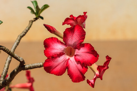 美丽的粉色花热带朵园里的沙漠玫瑰图片