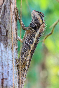大脊椎蜥蜴Acanthosauraarmata黑色面对蜥蜴罩脊椎树背景图片