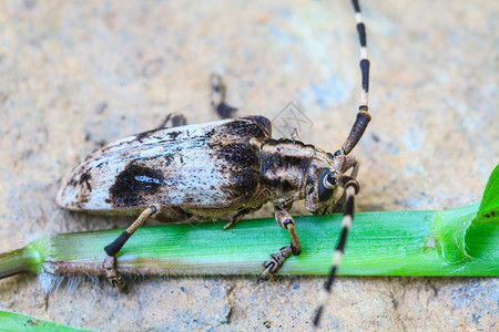 来自泰国的昆虫GenusBatocera的长角甲虫图片