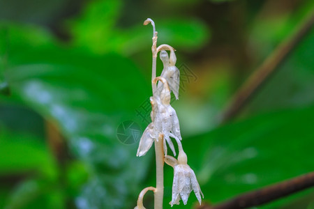 泰国森林中的野生兰花植物图片