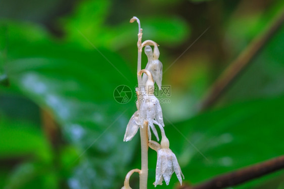 泰国森林中的野生兰花植物图片