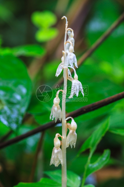 泰国森林中的野生兰花植物图片