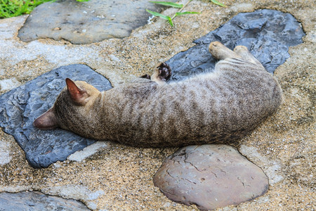 猫睡在花园的地面行走道上图片