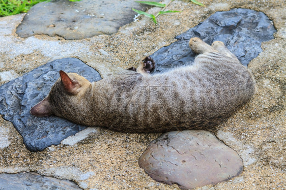 猫睡在花园的地面行走道上图片