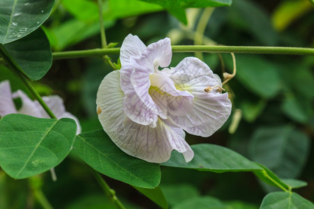 豆花阴蒂图片