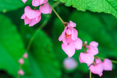 粉红色的果实花在园的里图片