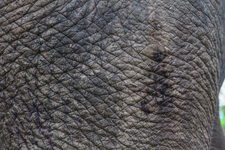 大象皮背景和自然的纹理图片