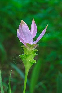 暹罗郁金香花或郁金香在泰国开花图片