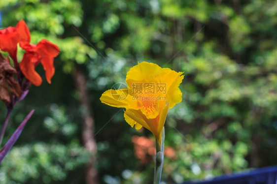 泰国花园中的黄卡纳图片