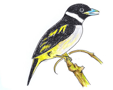 白纸上的鸟原始图画黑和黄的Broadbill图片