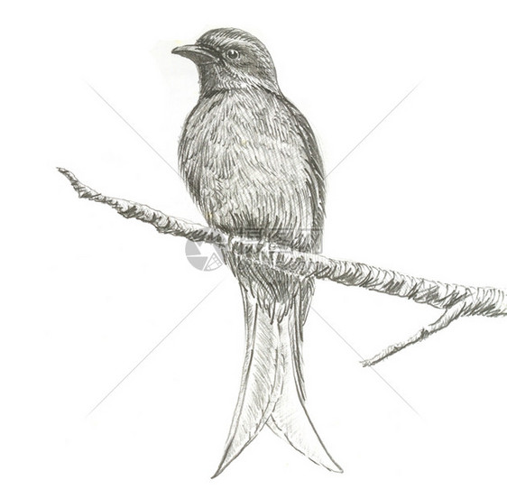 白纸上的鸟原始图画AshyDrongo图片