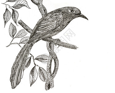 白纸上最初的鸟图画绿卷马尔科哈图片