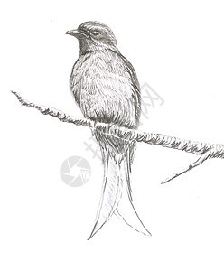 白纸上的鸟原始图画AshyDrongo图片