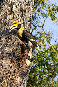 大非洲之角鸟在大自然中的在树枝上竖立着大角鸟比尔图片