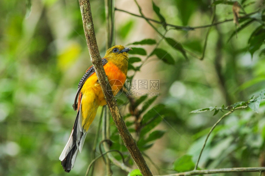 鸟类在大自然中橙色和银的Trogon渗透在树枝上图片
