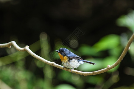 美丽蓝鸟的色捕器紧贴在树枝上图片