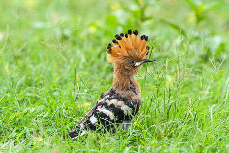 Hoopoeupaepops自然栖息地的Hoopoe鸟图片