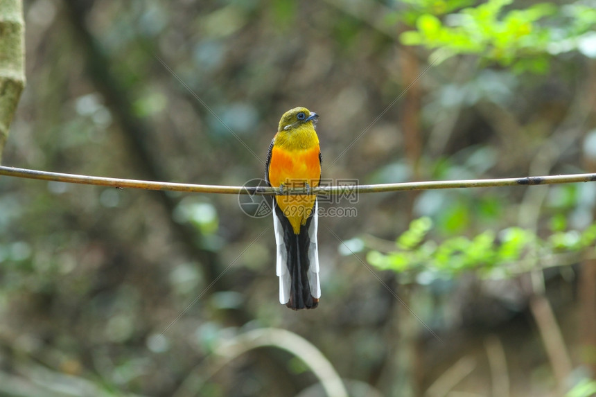 鸟类在大自然中橙色和银的Trogon渗透在树枝上图片