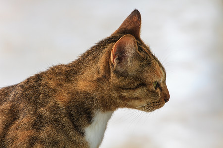 猫的肖像闭上宠物图片