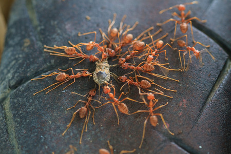 蚂蚁部队试图在森林中移动一只死昆虫背景图片