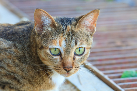 猫的肖像闭上宠物图片