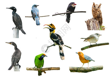 白色背景的鸟角虫板猫头鹰和其他鸟类高清图片