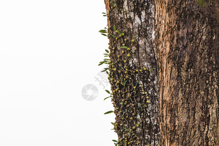 在森林中的兰花在树上的兰花植物抽象背景图片