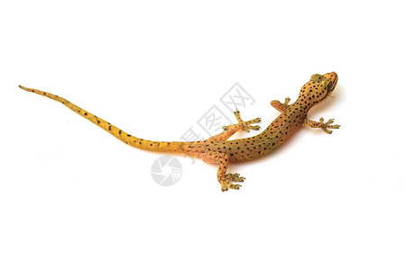 白底的黑磷酰Hemiphyllodactylussp孤立的对流森林Gecko蜥蜴图片