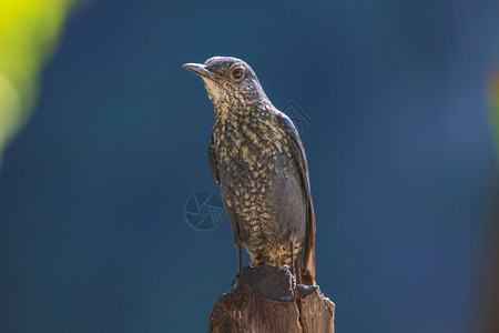 蓝岩刷鸟蒙蒂可拉索利塔里乌斯在大自然中站立图片