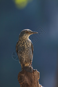 蓝岩刷鸟蒙蒂可拉索利塔里乌斯在大自然中站立图片