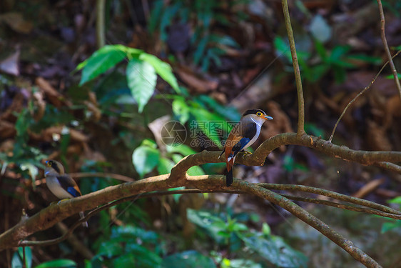 银胸宽喙鸟Serilophuslunatus树枝上美丽的鸟图片