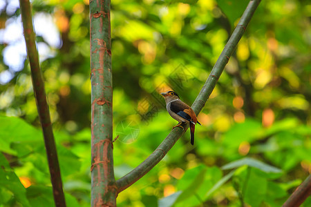 银胸宽喙鸟Serilophuslunatus树枝上美丽的鸟图片