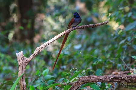 鸟类在大自然中亚人天堂的捕鸟者围在树枝上图片