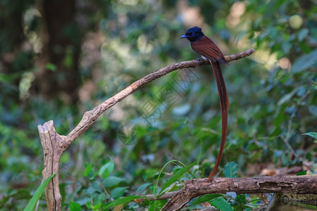 鸟类在大自然中亚人天堂的捕鸟者围在树枝上图片