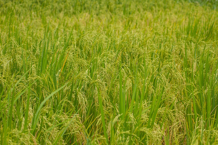 关闭绿稻田Rice农场Jusmine稻米图片