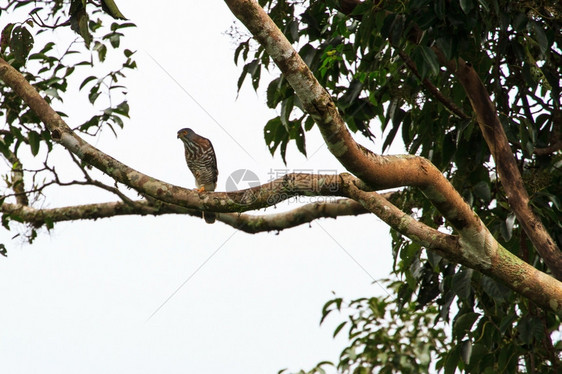 自然界的白鹰三vivirgatus养殖者泰国图片