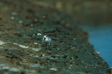 泰国自然界的勺状沙笛Calidrispygmaea图片
