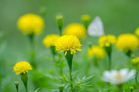 田野的花朵泰国园的夏天图片
