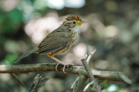 泰国热带森林中的美丽鸟儿图片