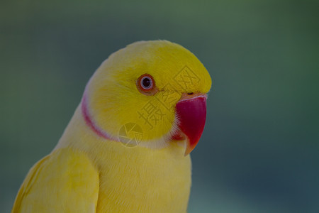 关闭黄鹦鹉美丽的鸟图片