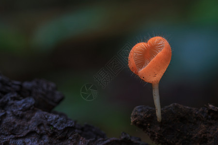 雨林中的库克纳三分细胞瘤泰国森林中的多彩蘑菇图片