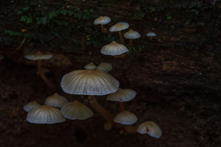 在森林深中关闭蘑菇在森林活树上生长的蘑菇图片