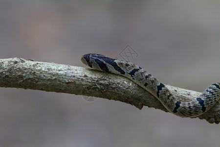 自然界中一条树枝上的带状库克里蛇图片